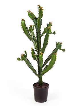 inhoud Piepen Verenigde Staten van Amerika Kunstplant - Euphorbia Cactus - Tuinwaardig