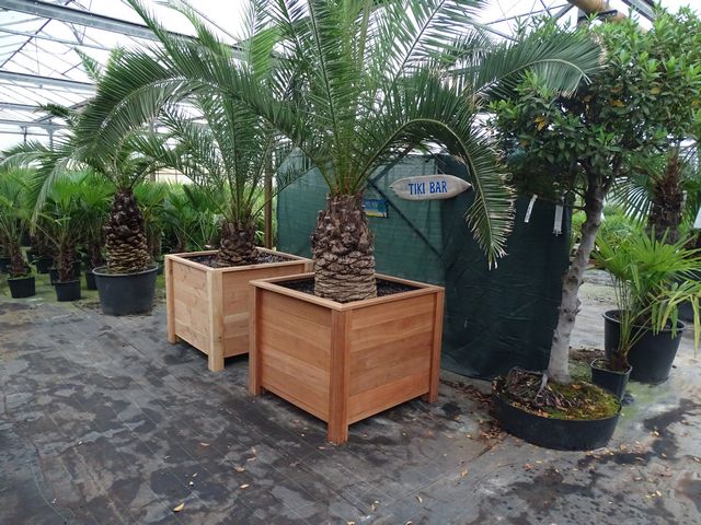 Palm met plantenbak